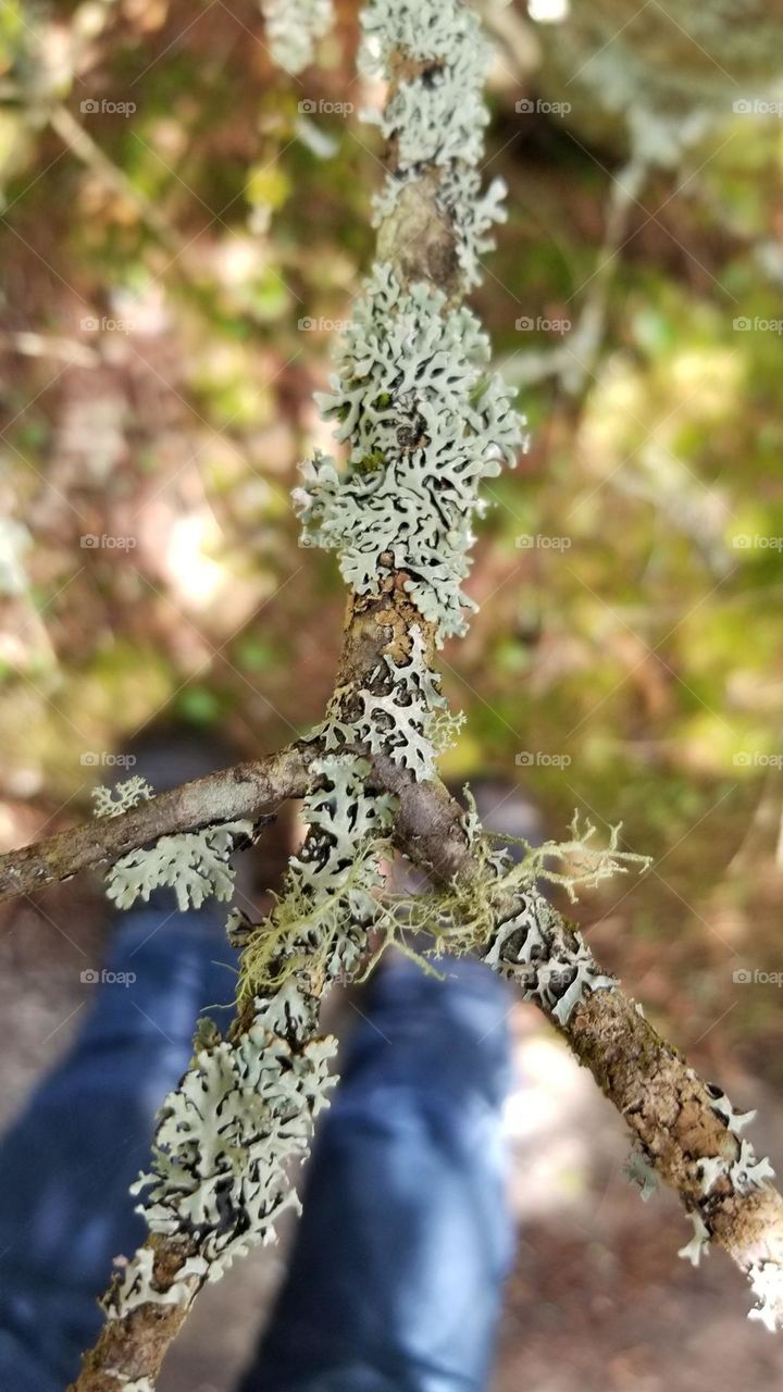 Fungus On A Stick ~ Peace Sign