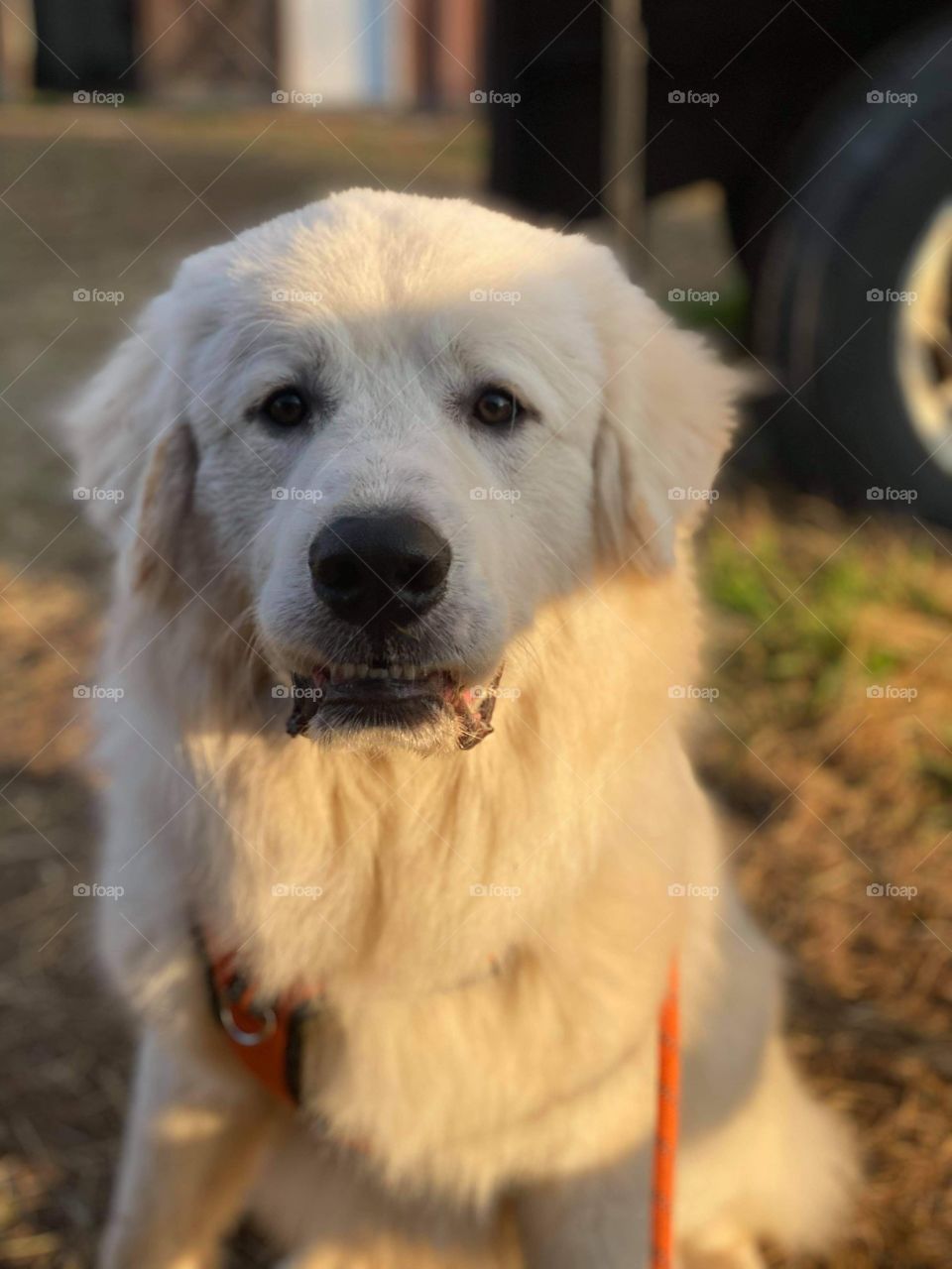 Great Pyrenees 