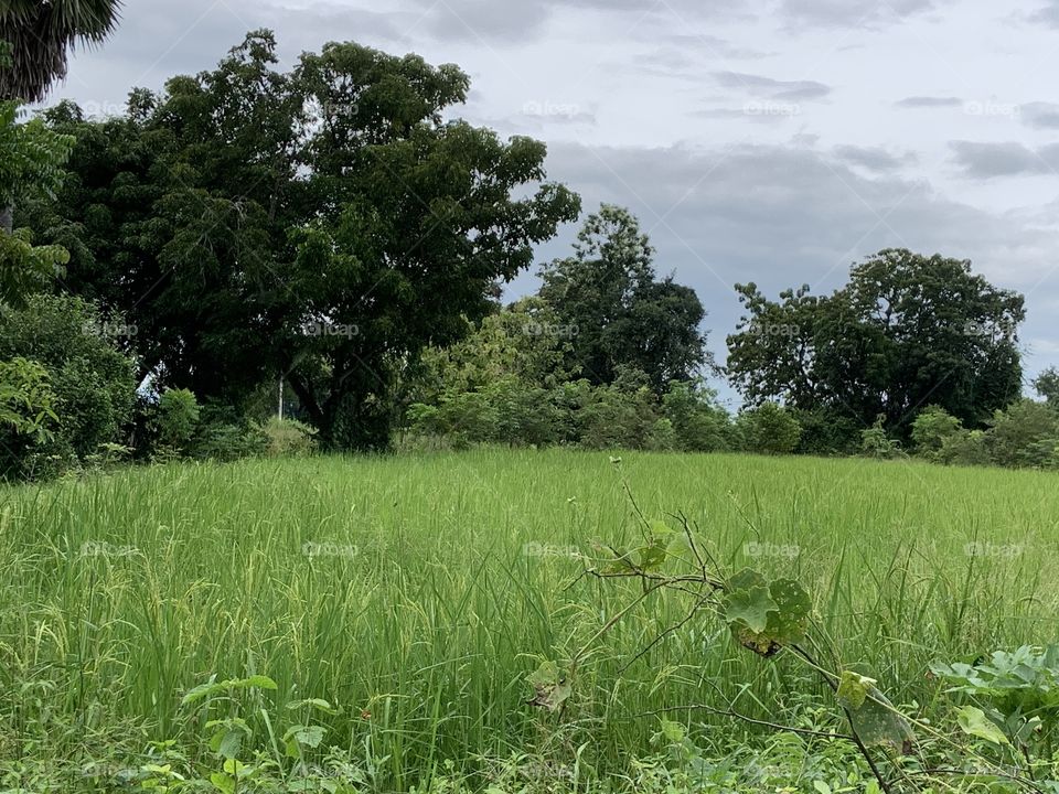 The stories of the nature, Countryside (Thailand)