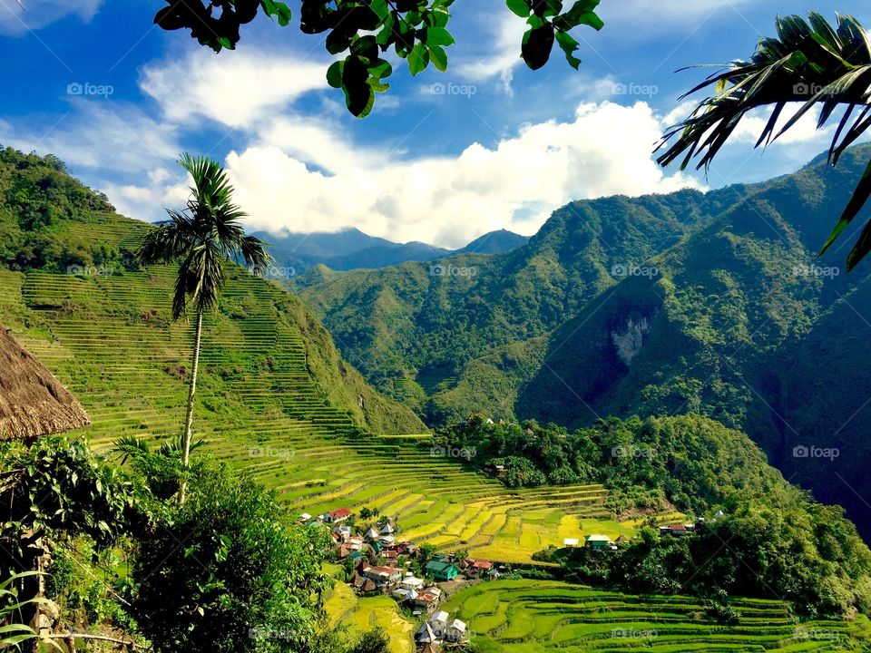 The rice terraces of the Philippines 