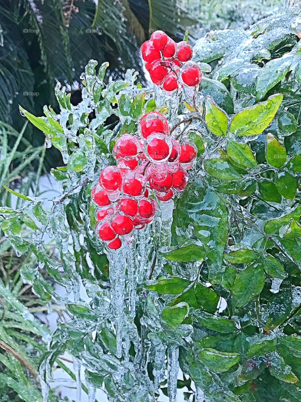 Frozen Berries 