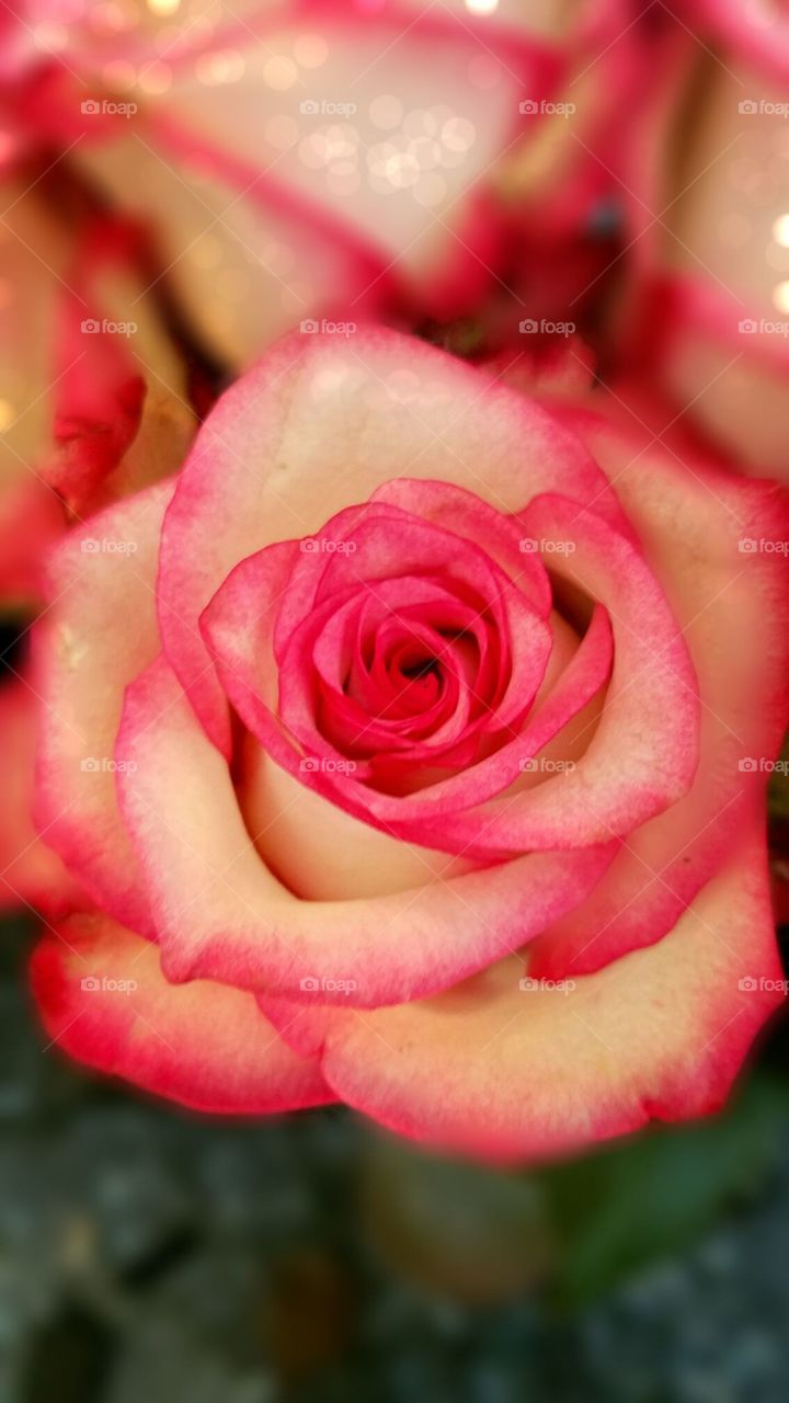 roses are pink...