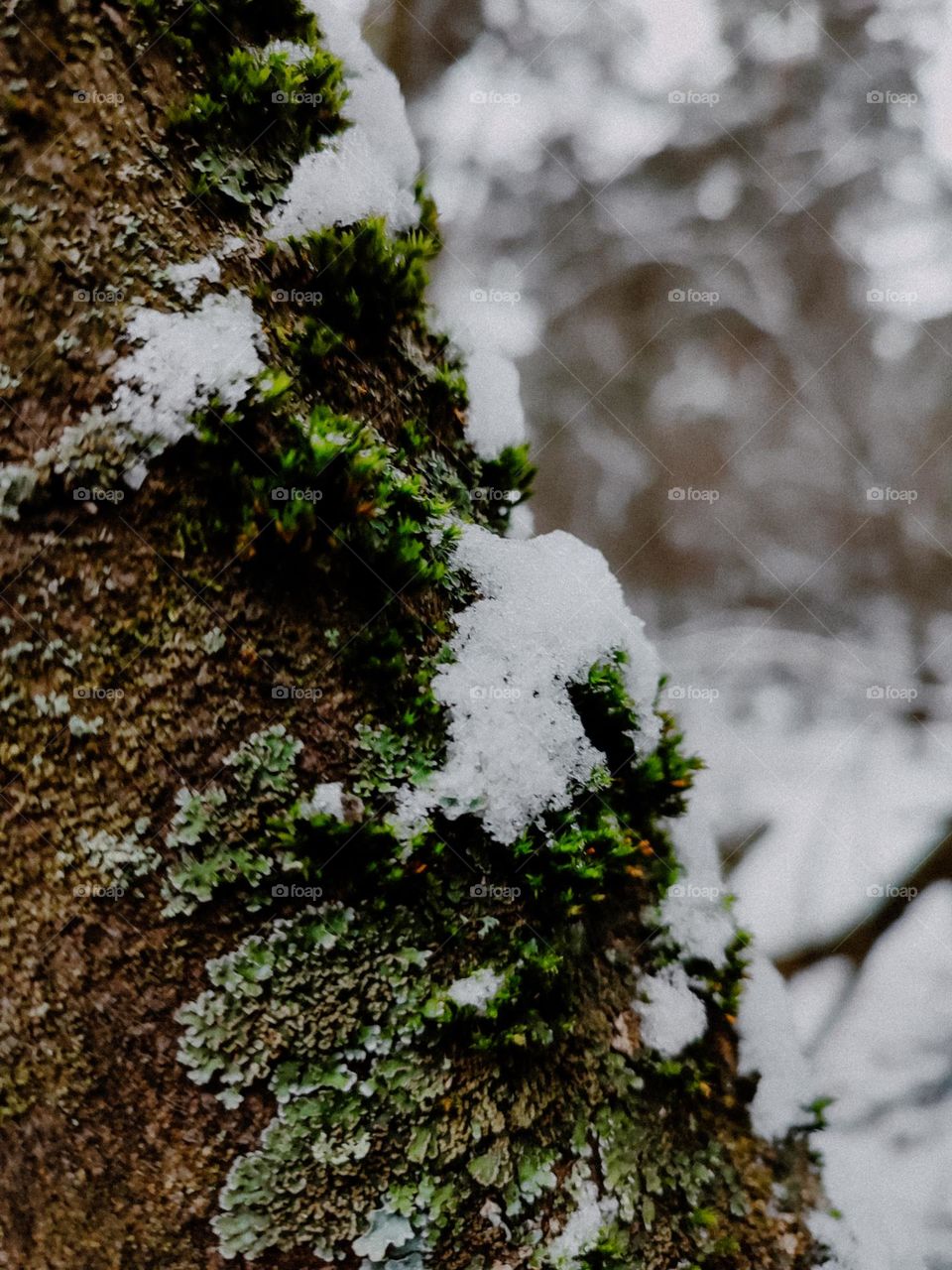Brown tree log covered with green moss and lichens under the snow in winter forest. Nature details