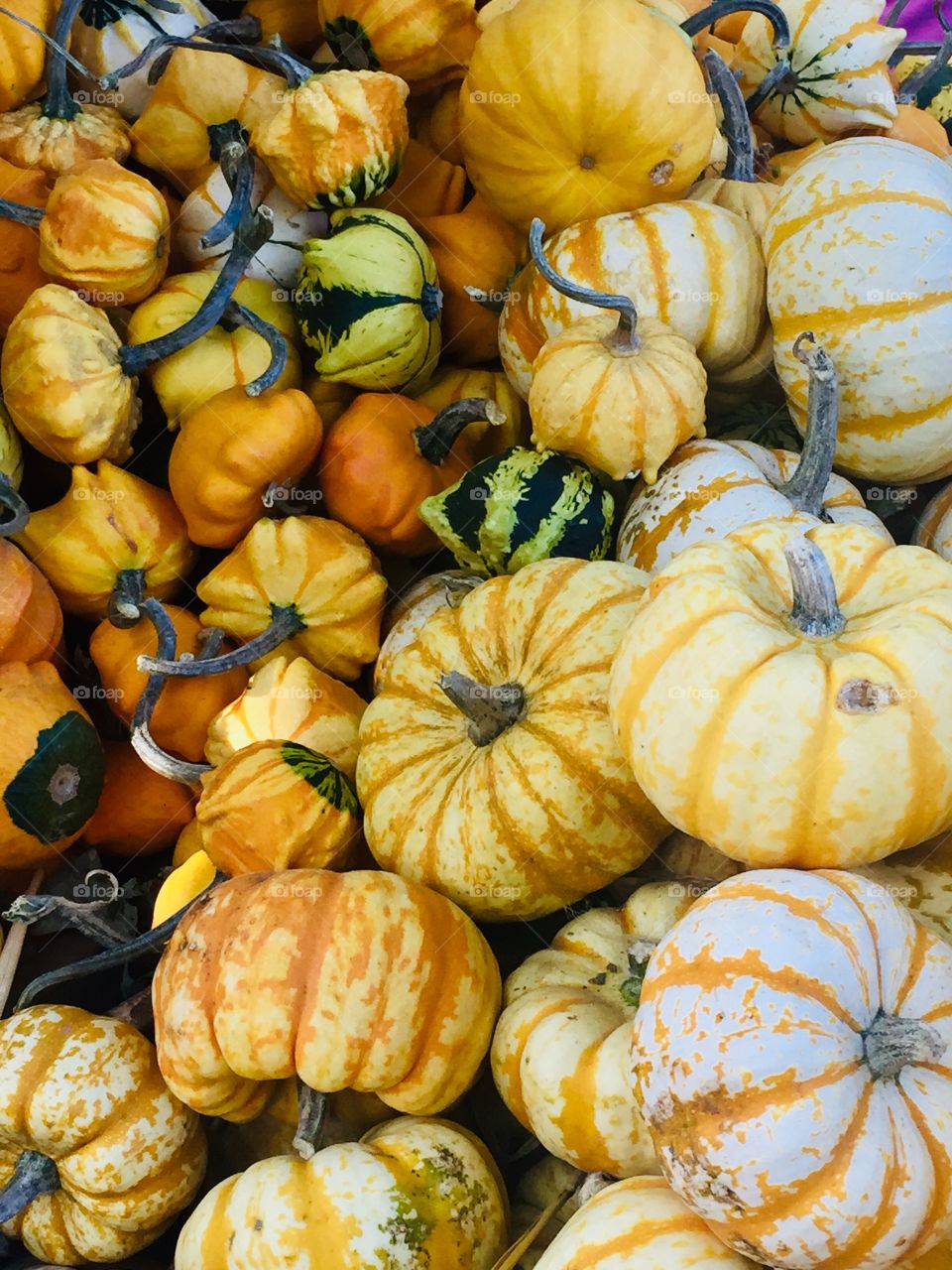 Fall Gourds