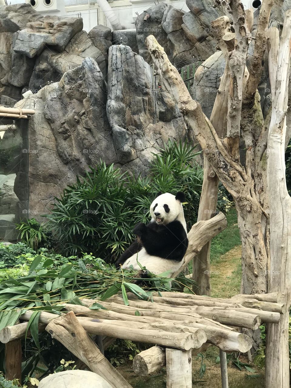 Panda 