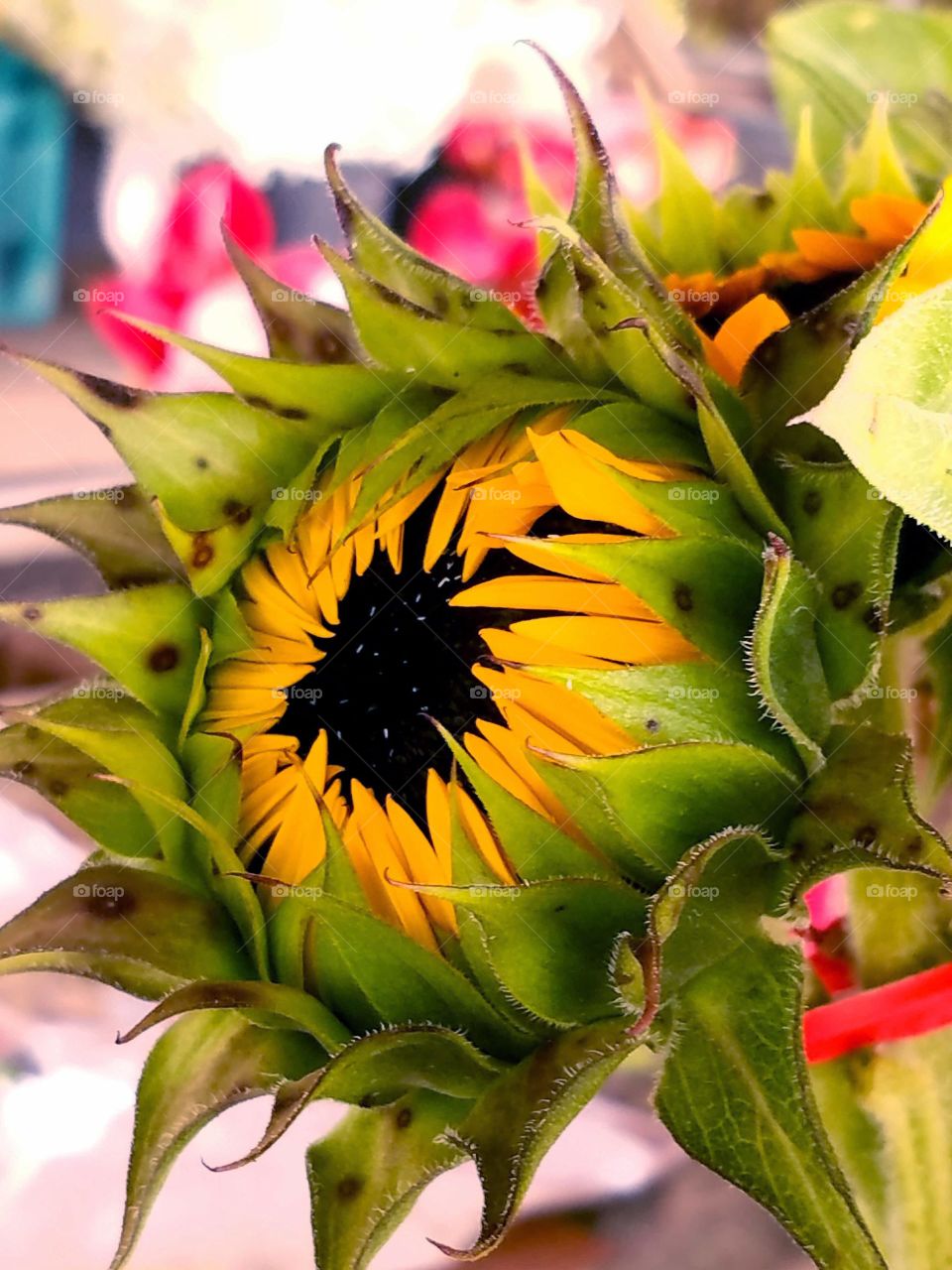 Sunflower caught my eye at the Hill's Farmers Market