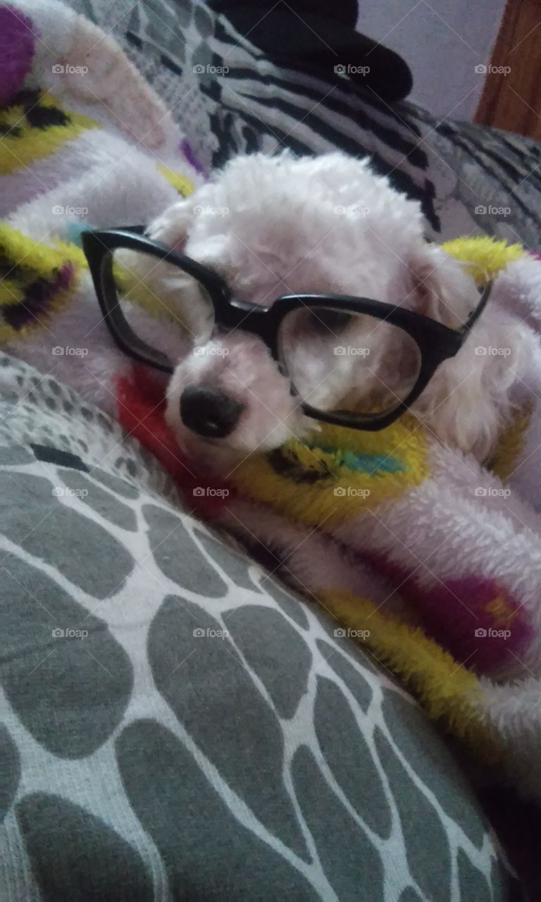 meu cão intelectual