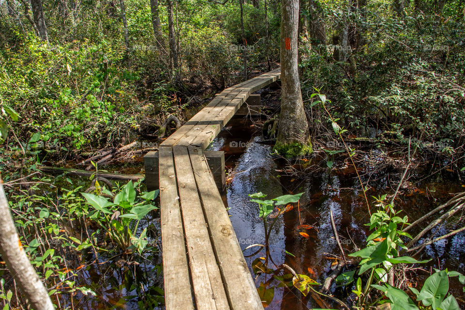 Florida Trail through bog