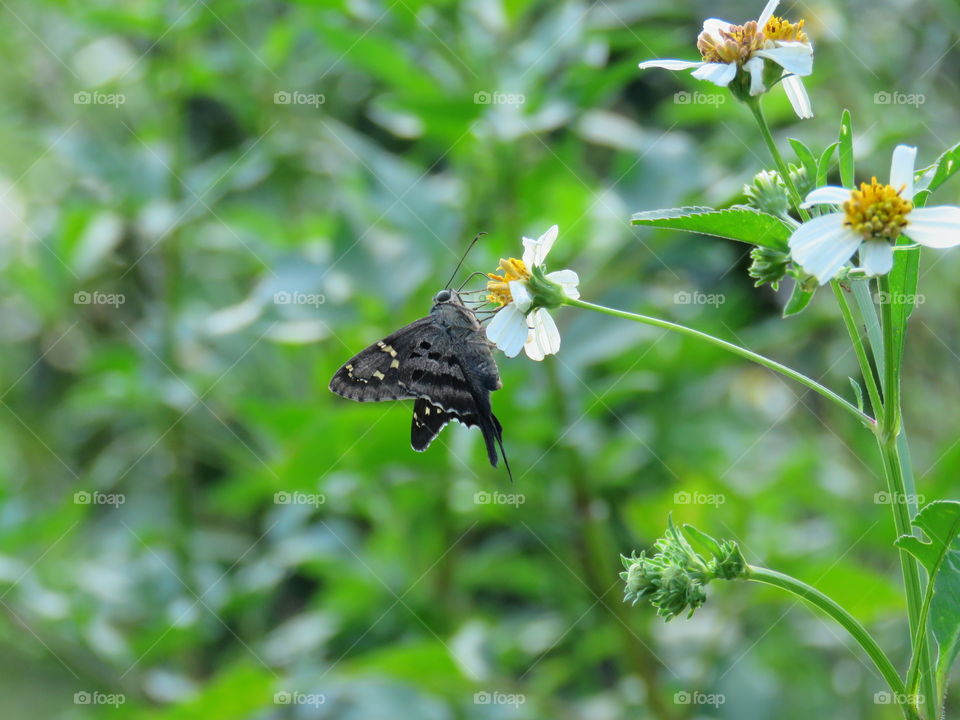Longtail skipper