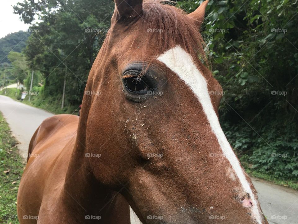 Beautiful horse