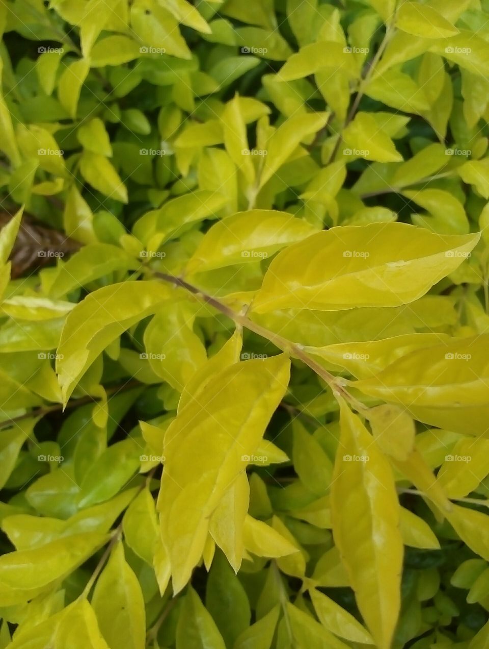 yellow mixed green leaves