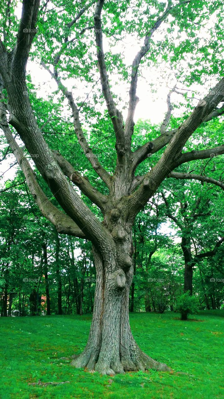 spring. trees. beauty. simple