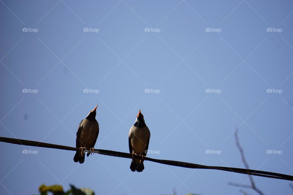 Couple myna bird