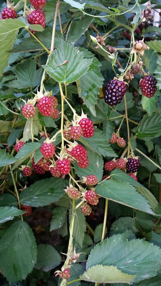 Blackberries waiting to ripen.