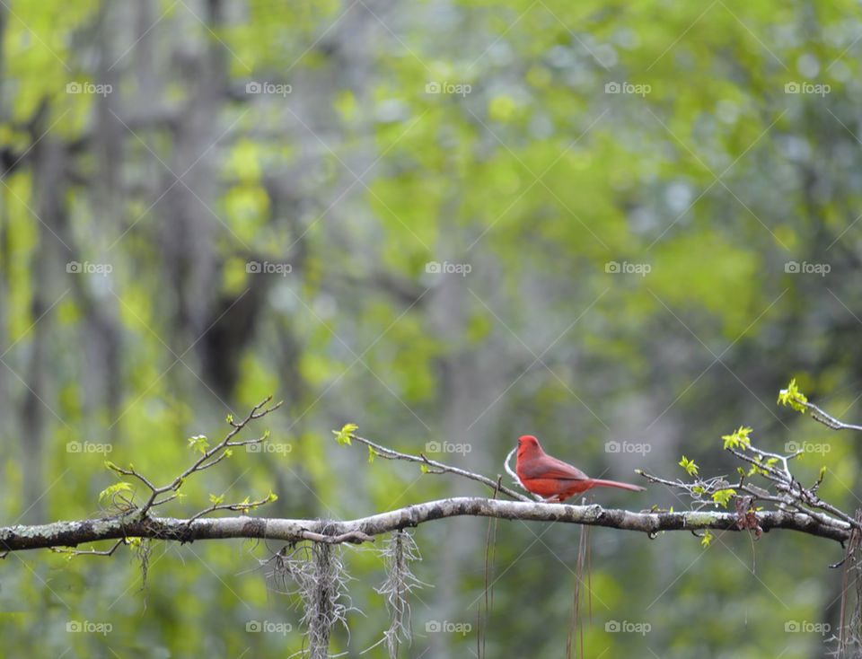 Lookout