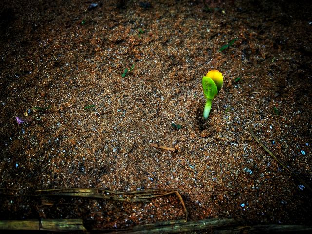 little plant