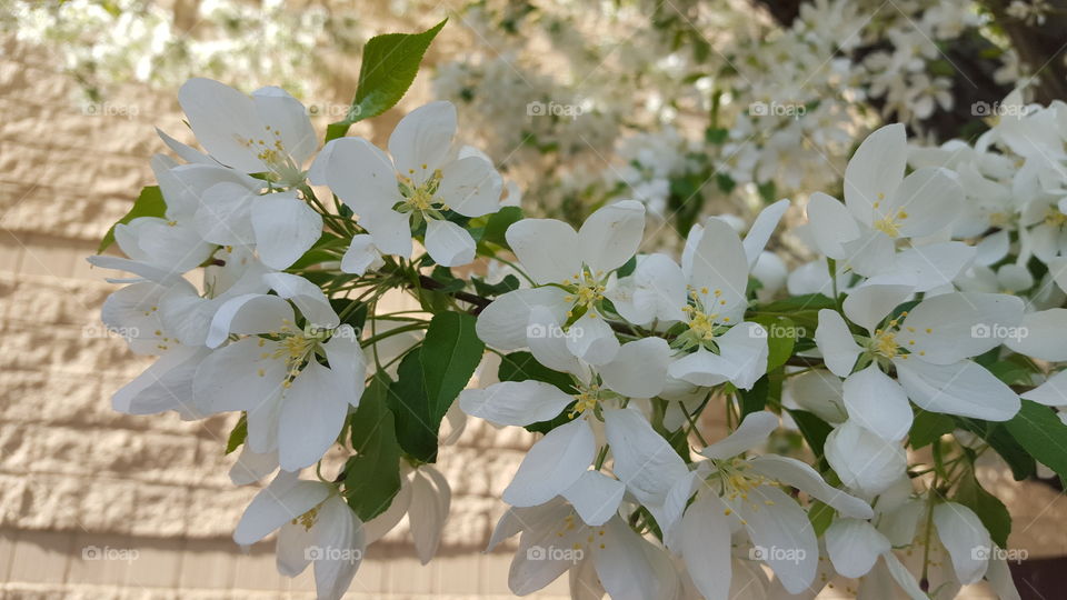 sweet blooms