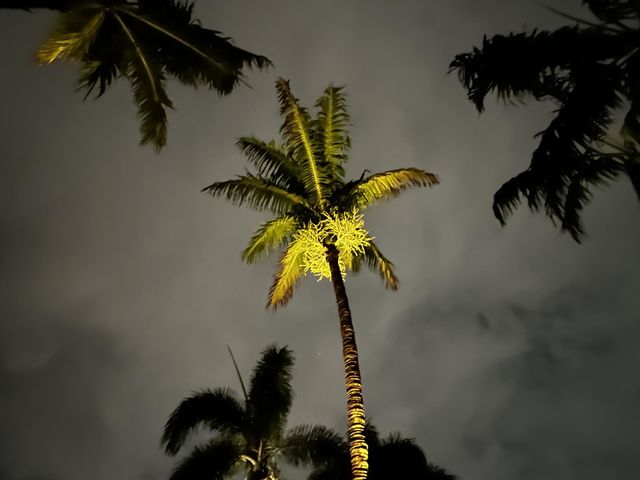 Palm
