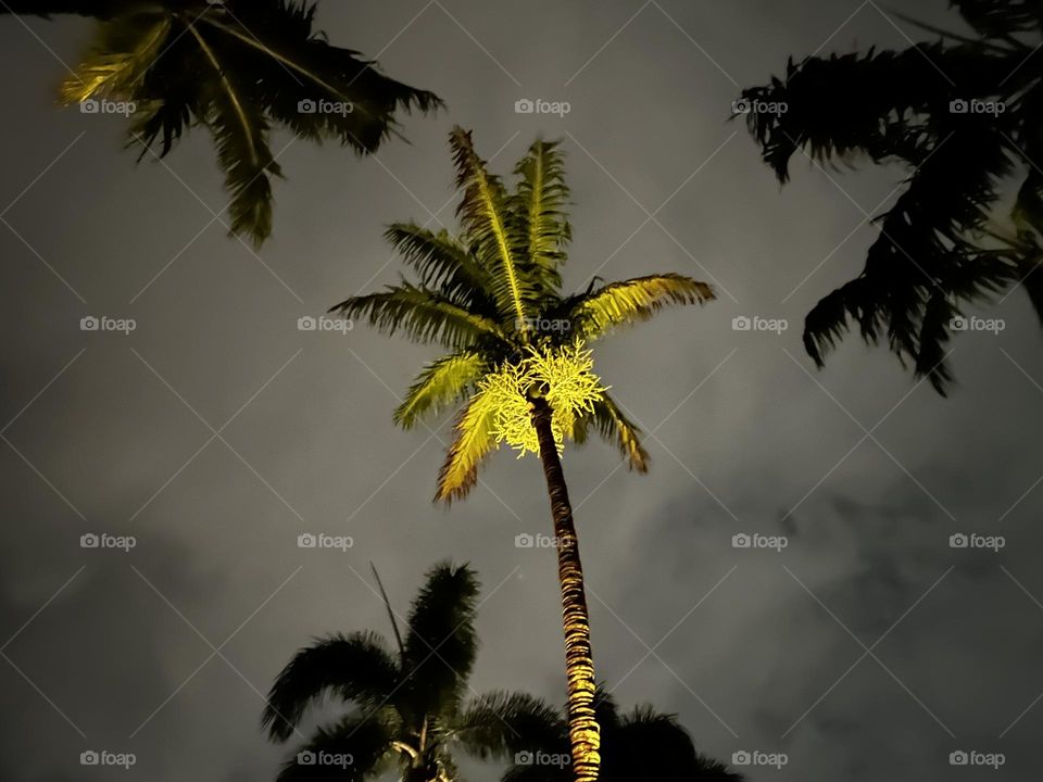 Palm