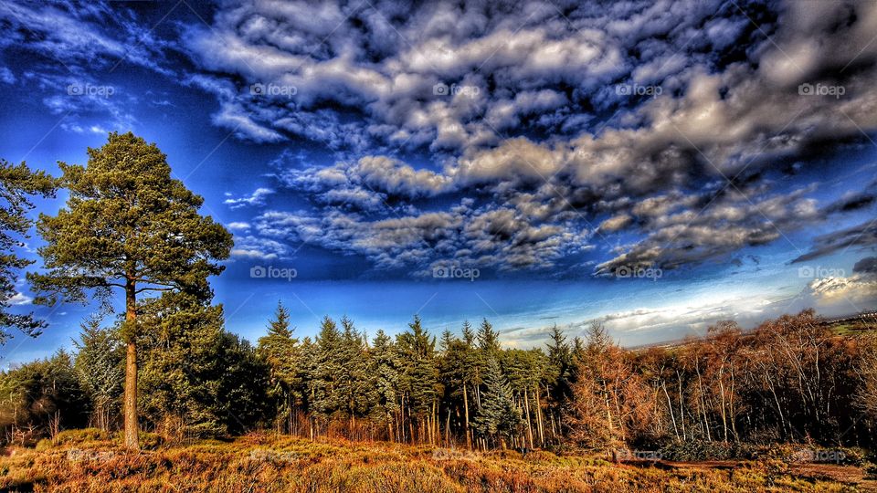 Trees in forest with conifer evergreen trees in late Autumn / early winter. View over moorland and heathland. 