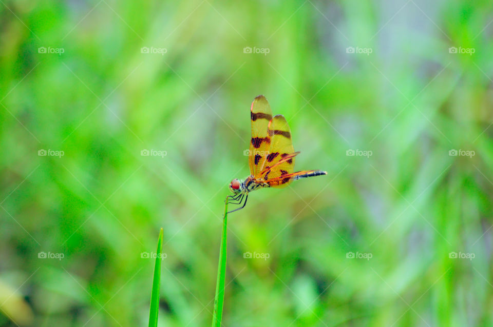 Dragonfly poses on grass