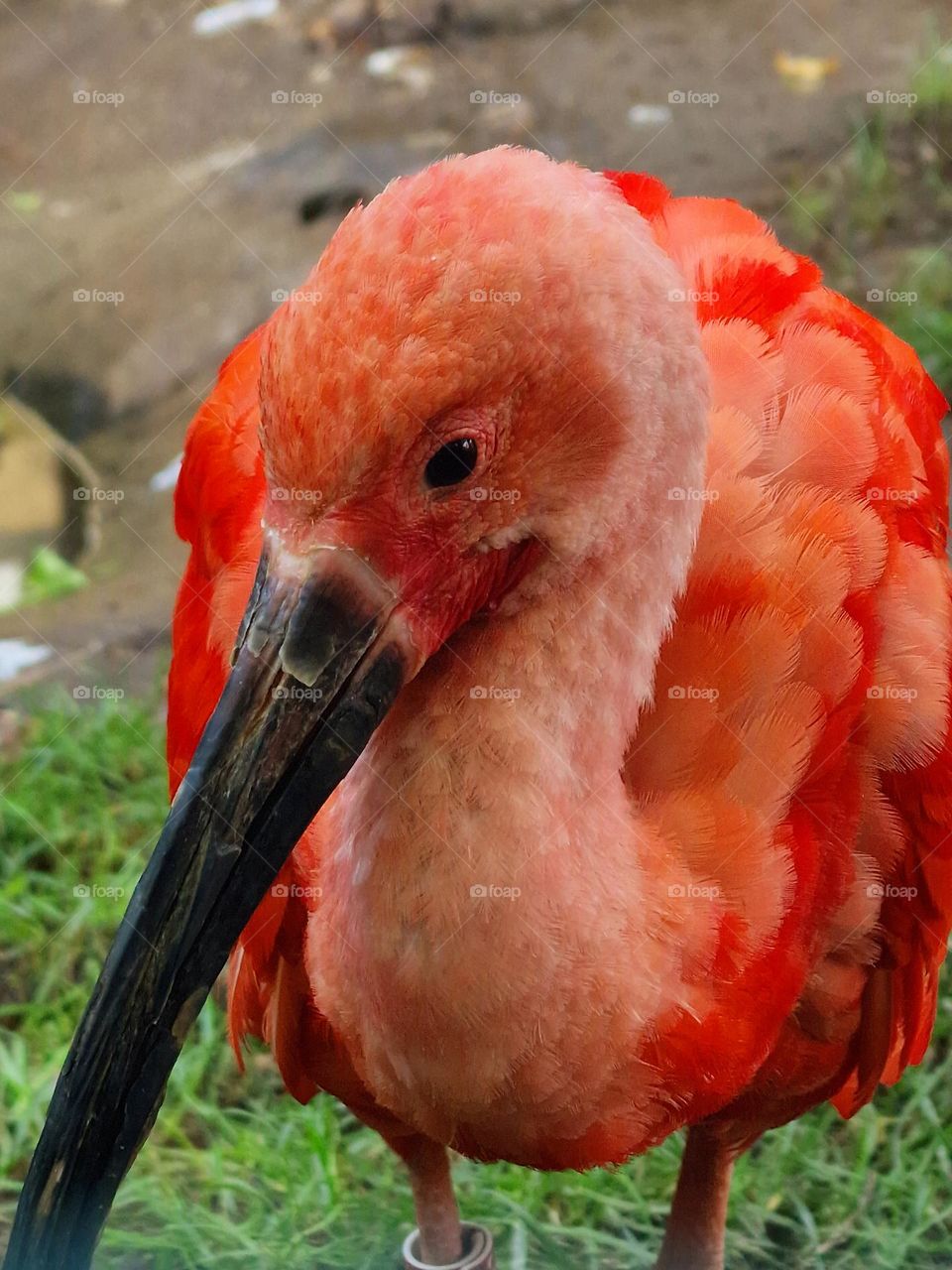 Red ibis bird.