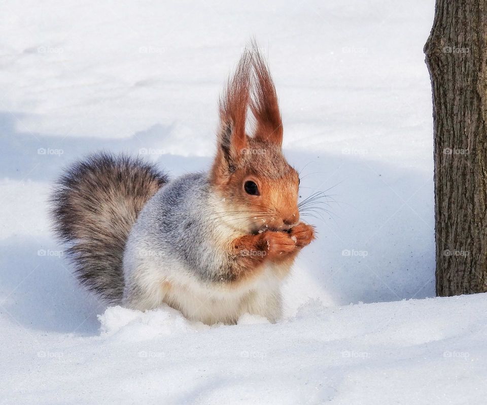 squirrel in the snow