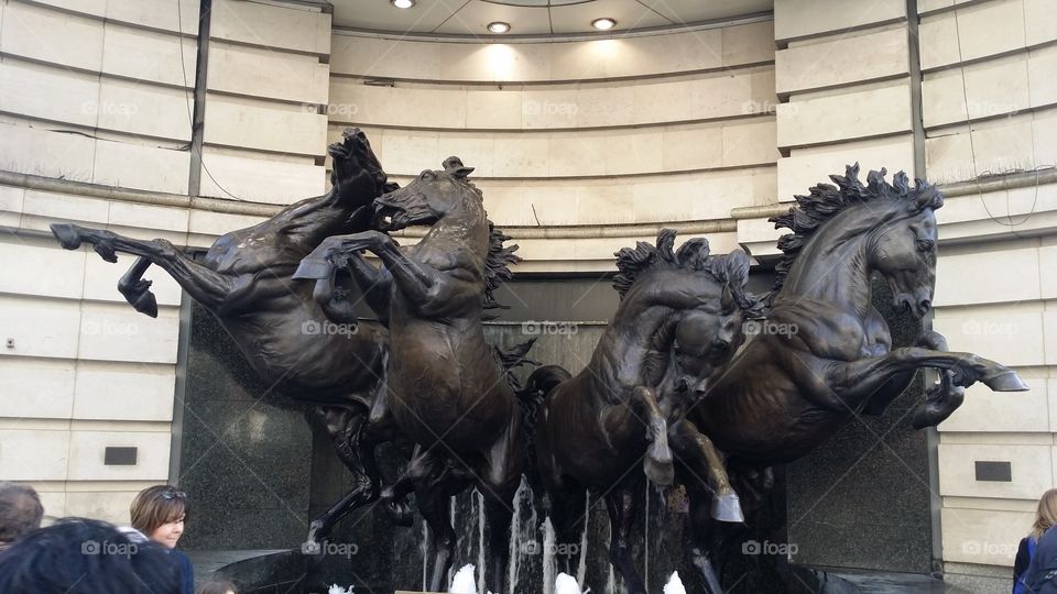 horses