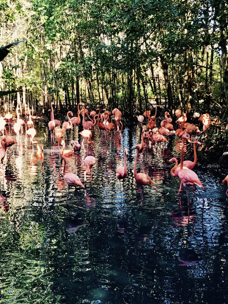 Flamingoes 