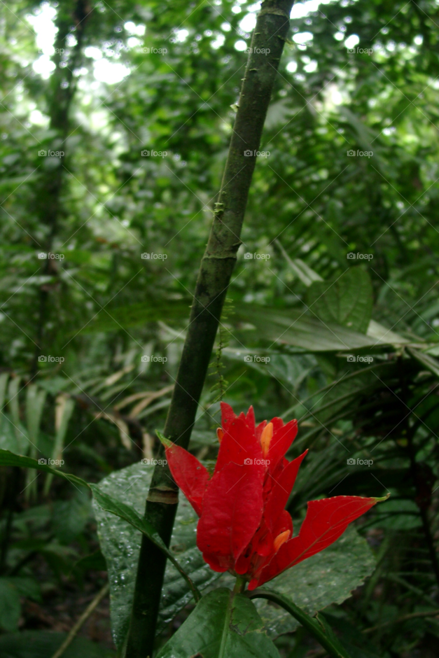 flower plant rain forest by izabela.cib