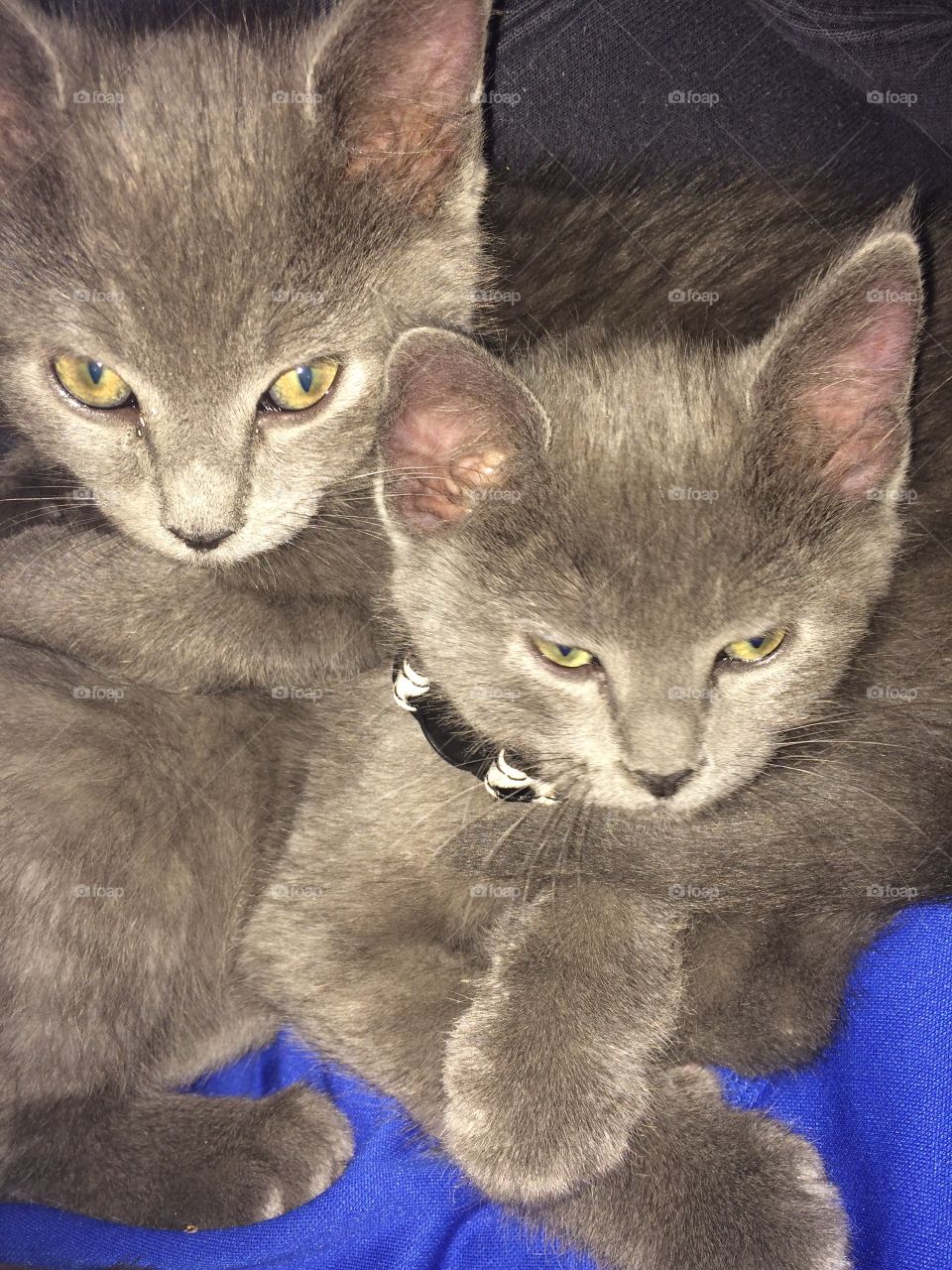 Twin Kitties. Meet the newest members of our family, Dink and Doink