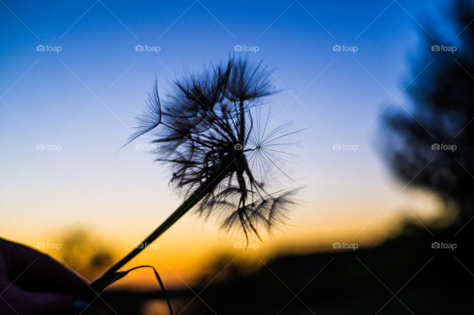 Silhouette of a dandelion close-up on the background of the sky and sunset