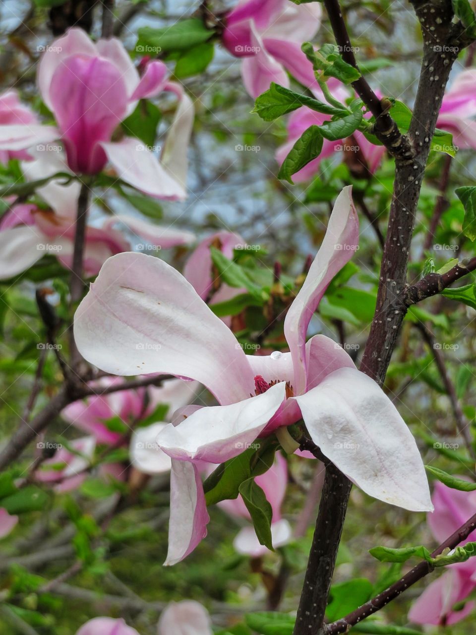 Magnolia Montreal Botanical Gardens 