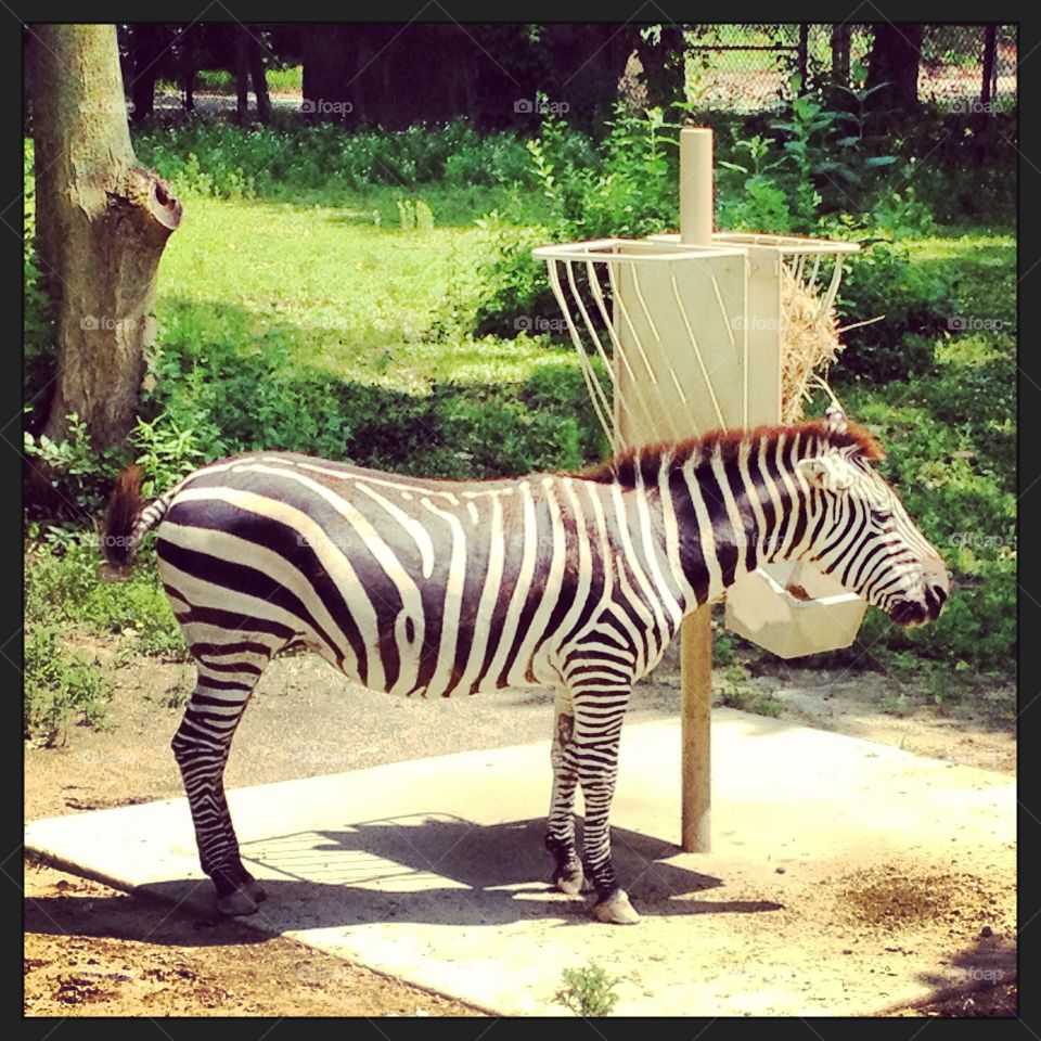 beautiful zebra. 