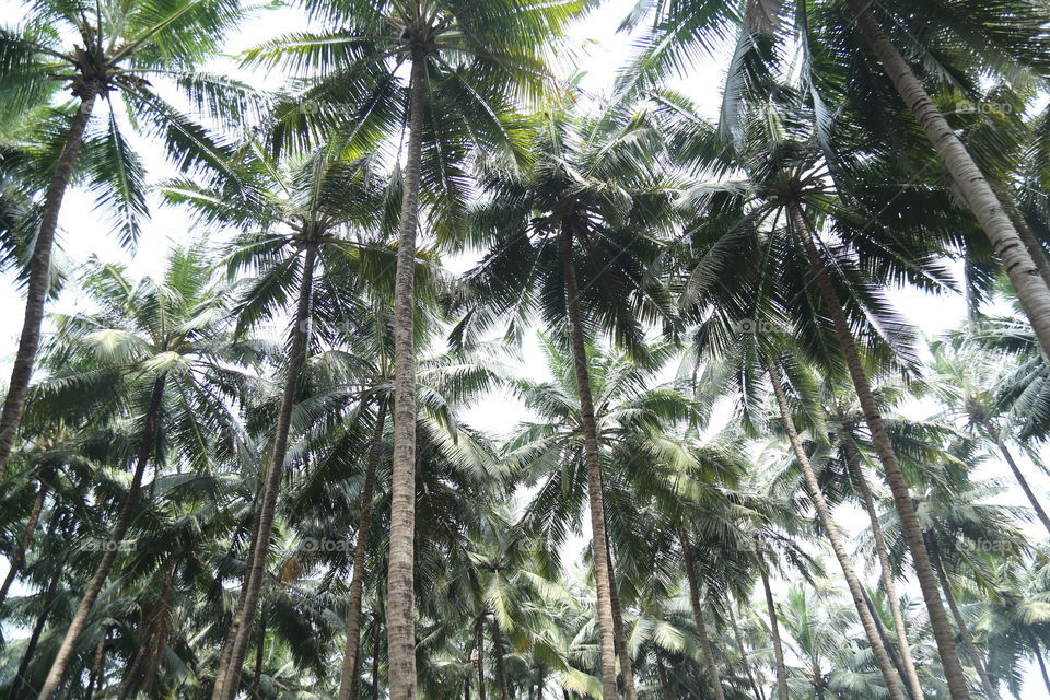 Tree, Palm, Tropical, Nature, Wood