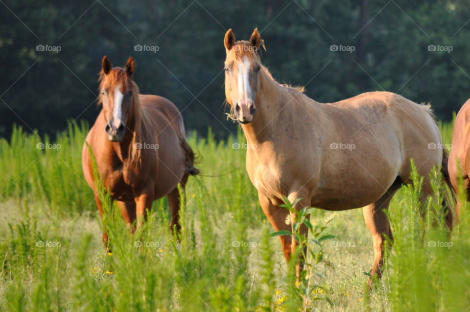 pasture horses grass country by robinmc4