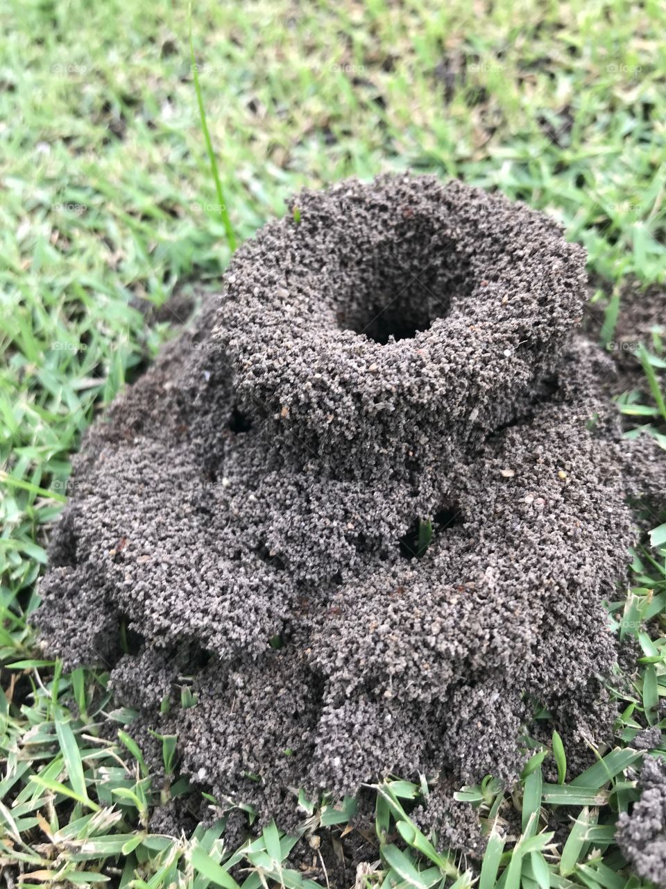 The home of an ants.