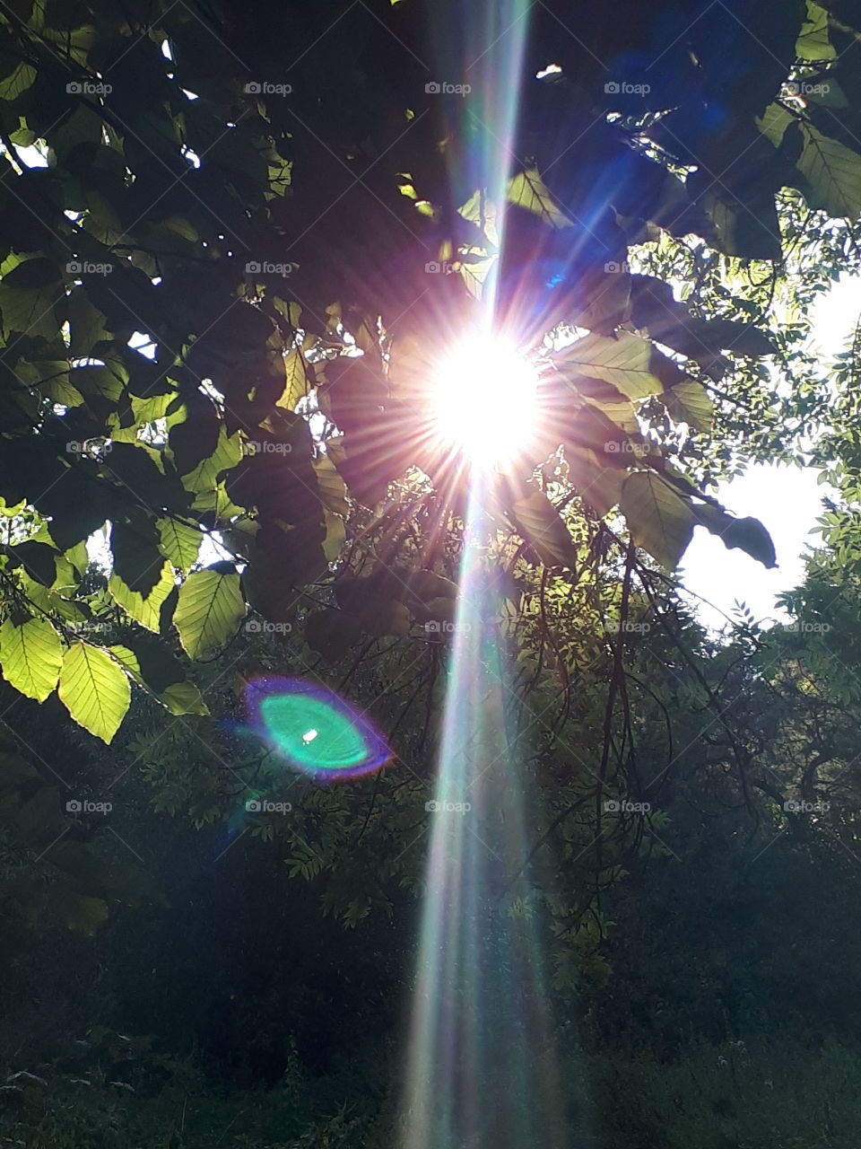 Sunrays Through Leaves