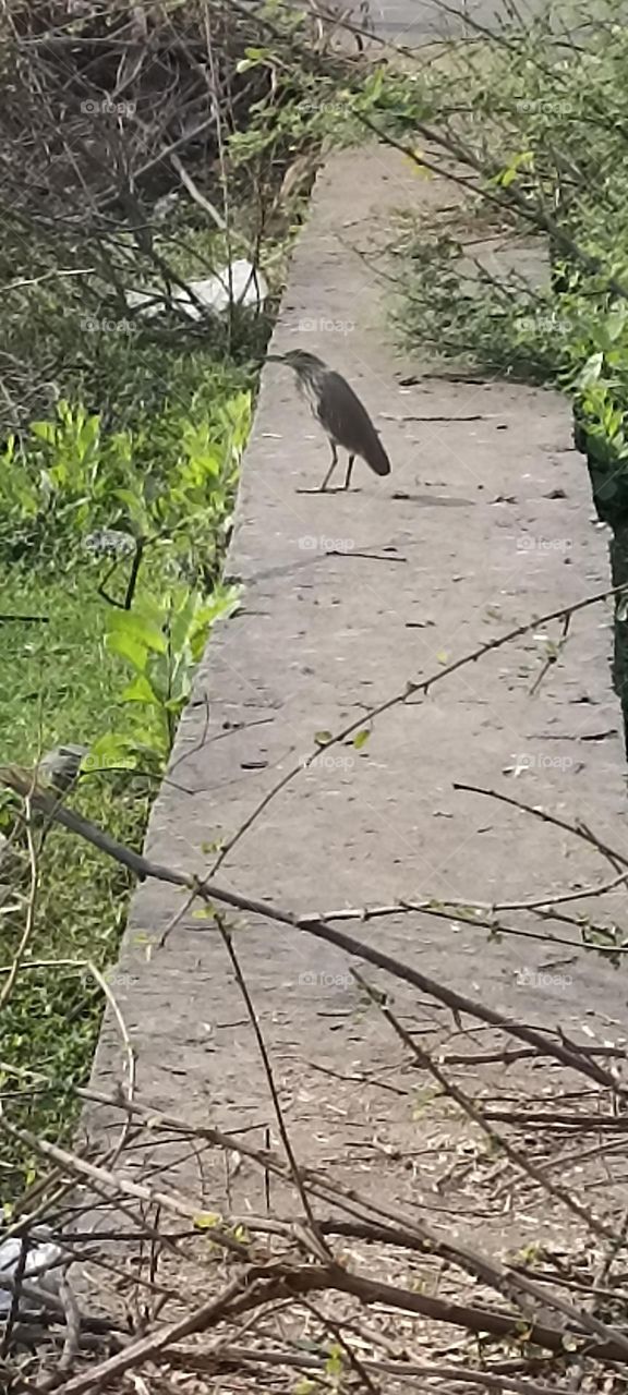 bitterns 🖤🖤🖤