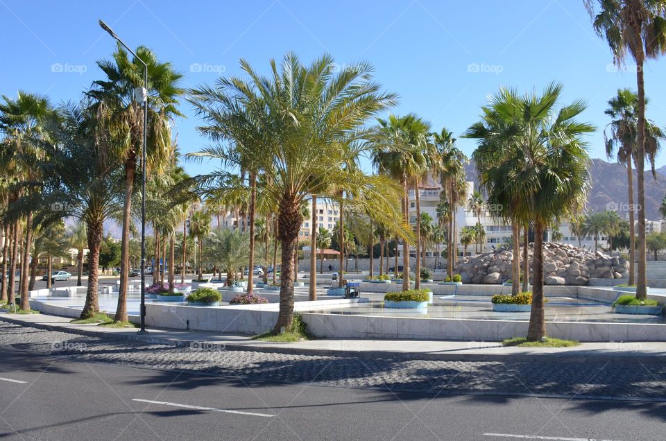 Plants, Aqaba city, Jordan