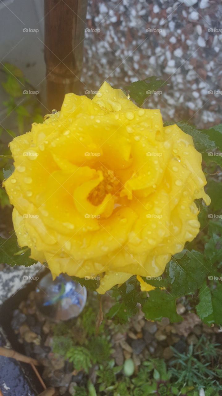 yellow rose