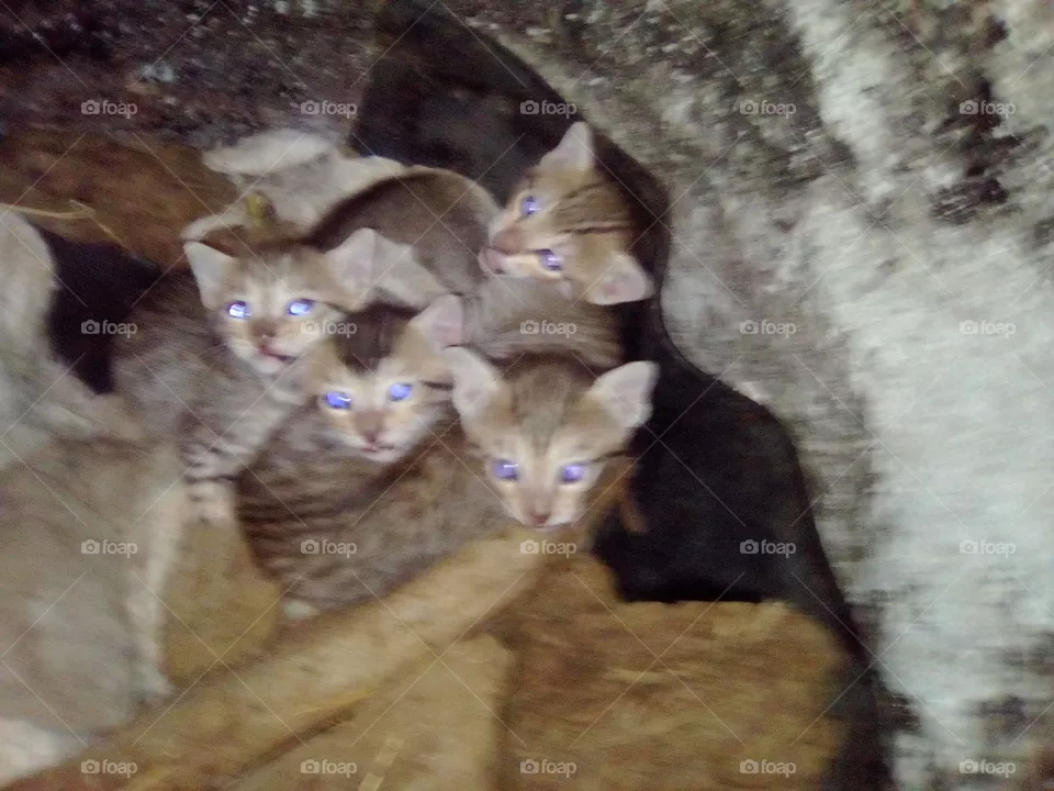 small cat's