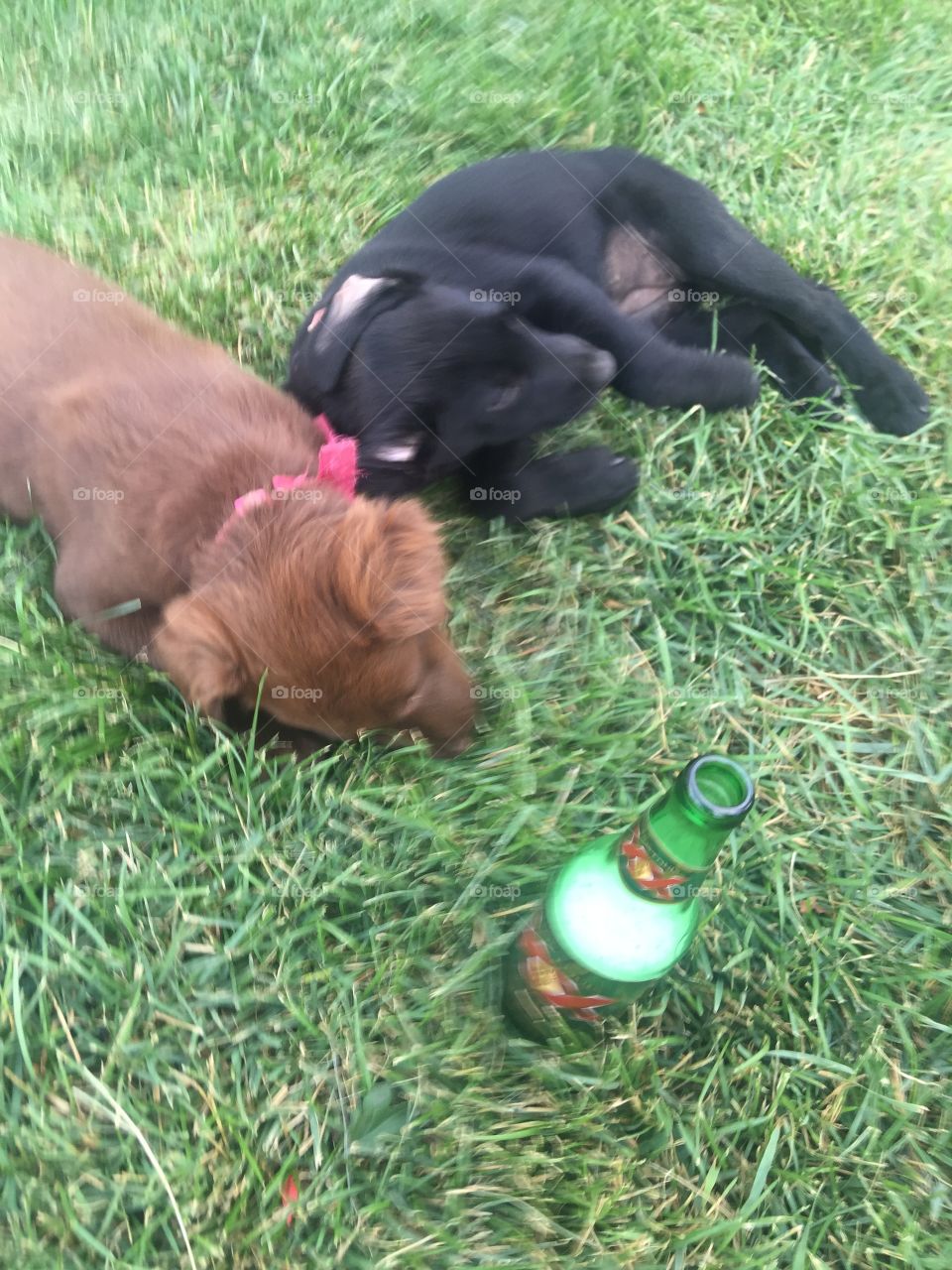 Dogs sleeping with beer