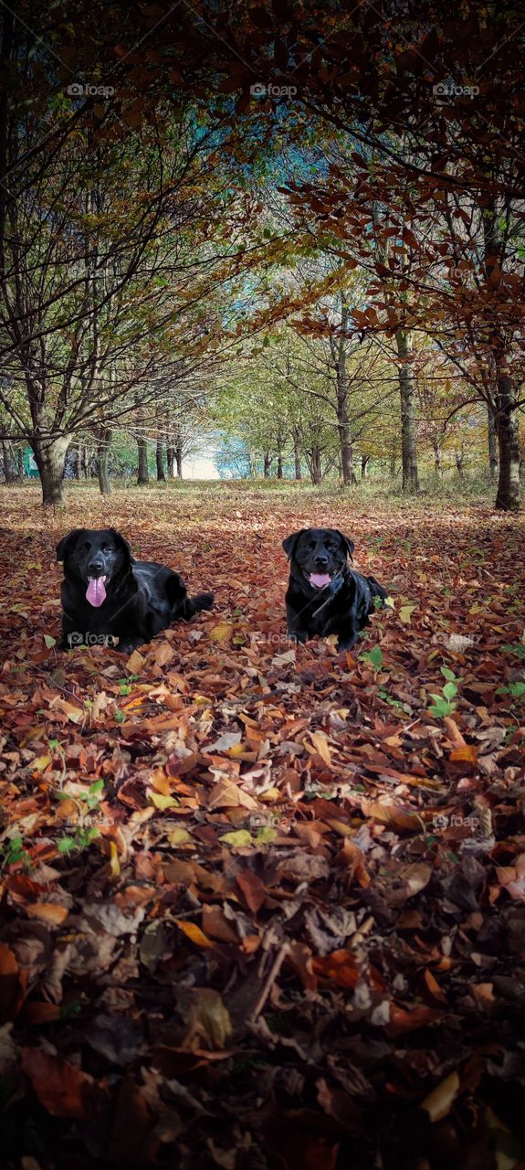 black Labrador and black flat coated Retriever