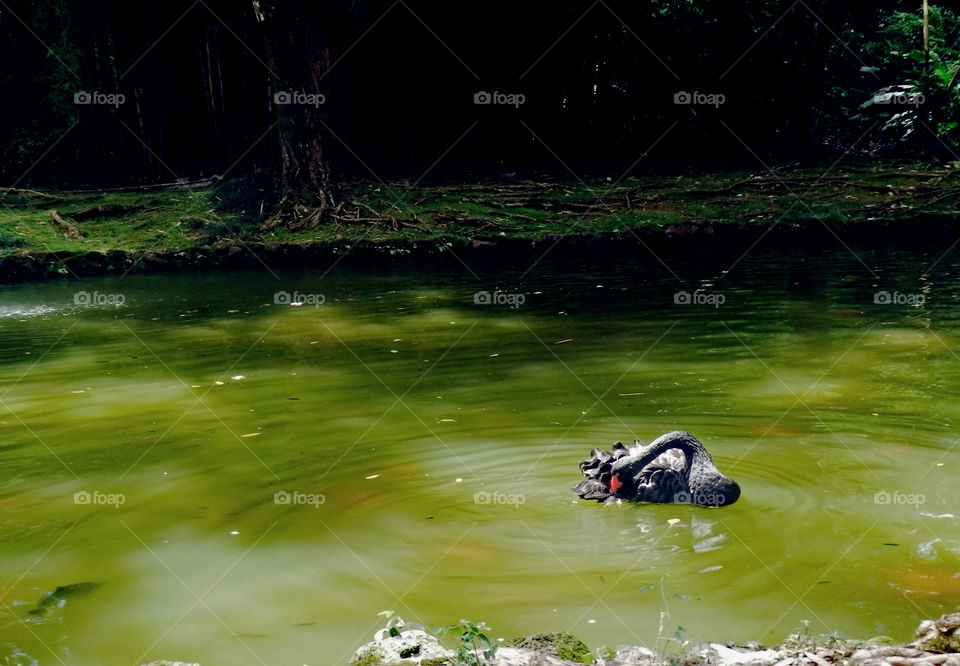 Black Swan with ruffled feathers in green water 