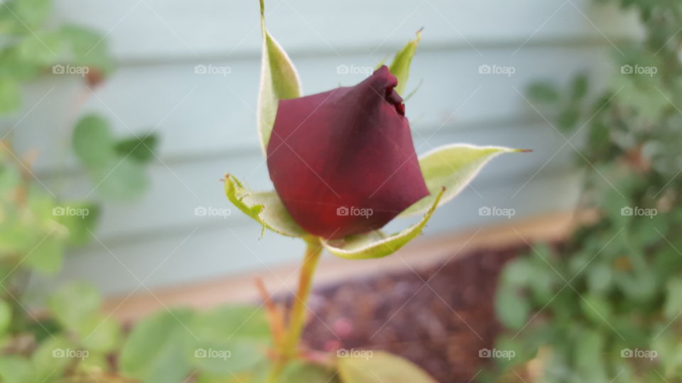 rose bud