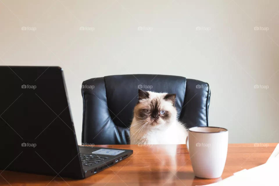 Gato de los negocios en la oficina