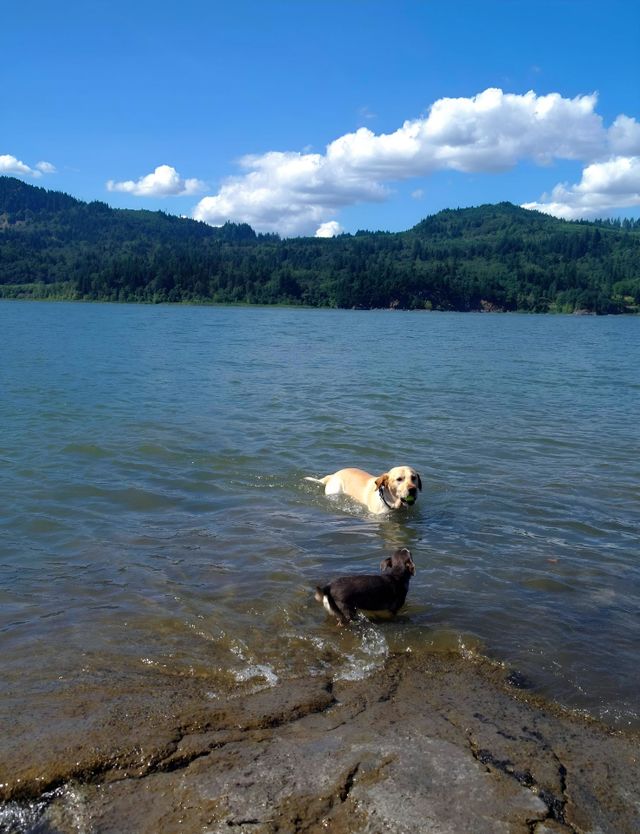 dogs joy