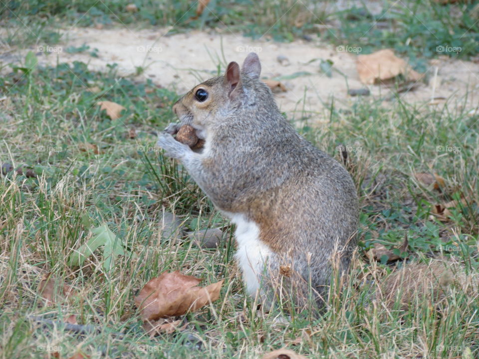 Squirrel eating