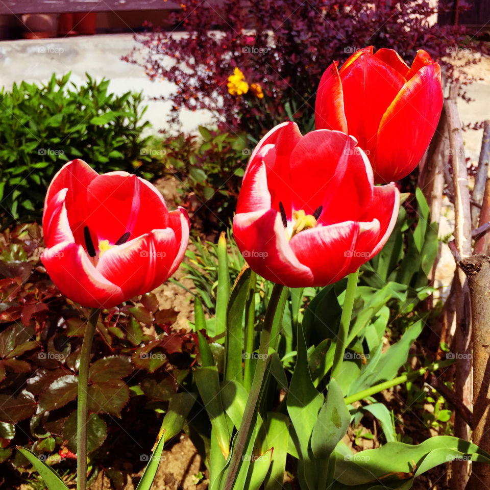 Flower tulip love